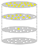 In this conceptual diagram, a horizontal grey oval represents a population of flowering plants. Circles inside the ovals represent individual plants in the population and are either yellow or white to indicate flower color. Four population ovals are arranged in a vertical column, each side connected by a dashed gray line. The oval at the bottom of the column represents the initial, ancestral population. Ascending ovals represent successive generations of the same population. The ratio of white to yellow circles in the population ovals change over the course of four generations, starting with all white in the ancestral population and ending with all yellow in the most recent generation.