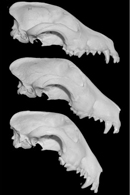 A photograph shows three, white, canine skulls arranged in a vertical row rows, in profile, against a black background. The skull at top exhibits a flat, horizontally-aligned snout. The snout associated with the middle skull is oriented exhibits a gradual, downward slant. The lower skull exhibits a prominent, steeply downward-slanted snout.