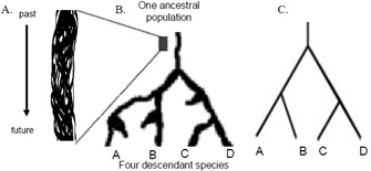 This multi-panel diagram shows branching patterns of four species related by their ancestry. Panel A is a close-up view of one ancestral stem, Panel B shows one ancestral population diverging to produce four descendant species, and Panel C is a stick diagram of the relationships presented in Panel B.