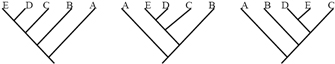 Three phylogenetic tree diagrams show relationships between the same five taxa: A, B, C, D, and E. In the diagram at left, the taxa appear as branches along the tree in the following order: E, D, C, B, and A. In the middle diagram, the taxa have been rearranged to appear in the order A, E, D, C, and B. In the diagram at right, the taxa have been rearranged to appear in the order A, B, D, E, and C. Despite this rearranged order of taxa, each tree depicts the same relationships between taxa.