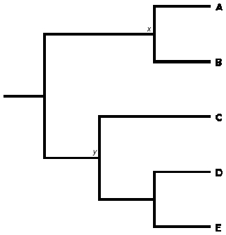 A phylogenetic tree diagram shows evolutionary relationships between five hypothetical taxa, labeled A, B, C, D, and E. The position of each taxon relative to the other taxa describes the evolutionary relationship between them.