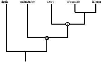A phylogenetic tree diagram shows evolutionary relationships between sharks, salamanders, lizards, armadillos, and humans. The position of each taxon relative to the other taxa describes the evolutionary relationship between them.
