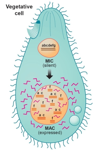 An illustration shows an oviform vegetative unicell with two nuclei. Hair-like projections of cilia radiate from the outside of the cell in all directions. The expressed macronucleus (MAC), located near the posterior end of the cell, is three times larger than the silent micronucleus (MIC) located near the anterior end of the cell. The MIC contains a double-stranded DNA molecule with the sequence ABCDEFG. The MAC contains ten DNA segments. The sequence of each segment is composed of either the A-C gene or the F gene. The MAC also contains chromosomes, depicted as pink Z-shaped lines. Chromosomes are also present outside the MAC, floating freely in the cytoplasm of the cell.