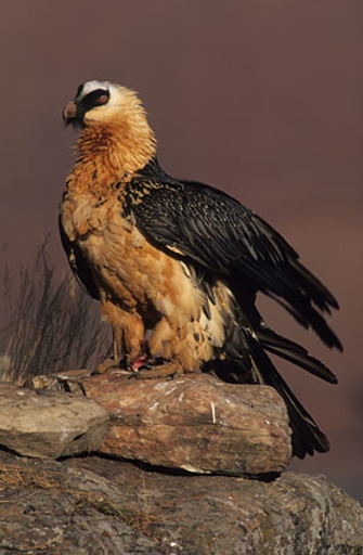 A photograph shows a bird called a bearded vulture standing on a rock with its wings at its side. The bird has a brown chest and neck and black wings and tail-feathers. Its head is white at the top with black coloring around the eyes and beak.
