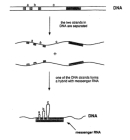 A two-step schematic diagram shows the formation of a DNA-RNA hybrid molecule from a double-stranded region of DNA and a messenger RNA molecule.  At the top of the diagram, a double-stranded DNA molecule is depicted as two parallel, horizontal lines. Four regions representing gene segments are shaded black. These segments are separated by open segments labeled a, b, and c. In step one, the two strands in the DNA are separated. In step two, one of the DNA strands forms a hybrid with a messenger RNA molecule, depicted as a shaded horizontal rectangle. This causes the intervening regions a, b, and c on the DNA strand to become upward-pointing loops.