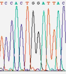 This sequencing readout shows a series of colored peaks, with each color representing one of the four DNA nucleotides. Red represents thymine (T), blue represents cytosine (C), green represents adenine (A), and black represents guanine (G). Each peak is a different height depending on signal intensity. Above the peaks is the computer’s interpretation of the genetic sequence based on the peaks. In this case, the sequence is TCCACTGGATTAC.
