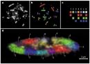 Four micrographs show metaphase chromosomes and chromosome territories in the chicken. Using multicolor FISH, each of the seven chicken chromosomes has a unique color, allowing the location of each chromosome to be observed in the nucleus.