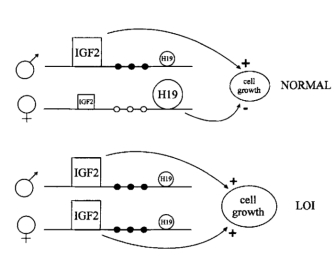 A simple diagram of lines and circles shows how expression of the genes IGF2 and H19 influence cell growth. In normal cells, IGF2 expression on paternal chromosomes leads to cell growth, whereas H19 expression on maternal chromosomes reduces cell growth. However, in individuals with Wilms’ tumor, IGF2 expression is also turned on on the maternal chromosome, leading to loss of imprinting, abnormal cell growth, and tumor formation.