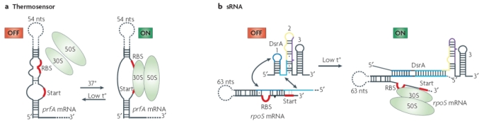A schematic illustration shows two prokaryotic riboswitches. An example of a thermosensor is shown in panel A. As the temperature of the environment is increased, complementary base pairs holding the double-stranded mRNA molecule together are melted, allowing binding of the ribosome to a single strand of mRNA at the ribosome binding site and start codon. An example of short RNA is shown in panel B. A portion of a short RNA base pairs with the antisense strand of a double-stranded mRNA molecule, releasing the ribosome binding site and start codon on the sense strand. This allows the ribosome to bind and translation to begin.