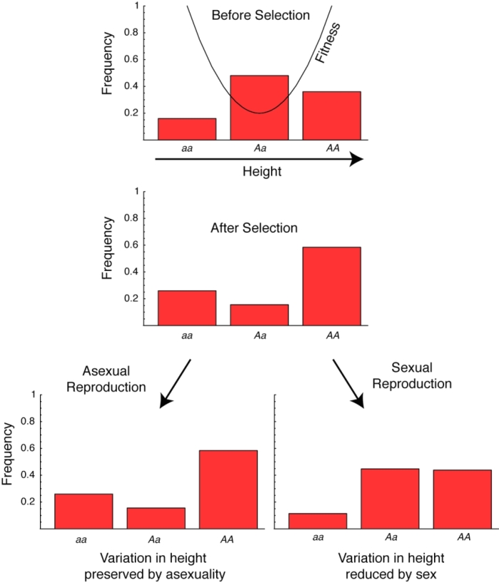 Four graphs show the frequency of three height genotypes in a sexual and asexual population, before and after selection has occurred. In each graph, the genotypes are shown on the horizontal X-axis. The frequency of each genotype is shown on the vertical Y-axis, ranging from 0 to 1, represented by a rectangle shaded red. The height of the rectangle corresponds to genotype frequency. Before selection, the genotype uppercase A, lowercase a has the highest frequency. After selection, the genotype uppercase A, uppercase A has the highest frequency. After asexual reproduction, the genotype uppercase A, uppercase A still has the highest frequency, whereas after sexual reproduction, variation in height is reduced and genotypes uppercase A, lowercase a and uppercase A, uppercase A have the same frequency.