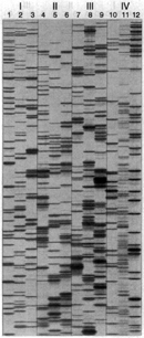 Four grey-scale photographs of electrophoresis gels are shown side-by-side for comparison. They are labeled with roman numerals 1 through 4 above. Each gel contains three long columns of equal length. They are labeled in order 1 through 12. Dark bands of various thicknesses occur in differing patterns for each column.