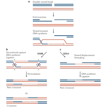 This diagram shows how double-strand breaks in DNA can be repaired by either the double-strand break repair pathway or the synthesis-dependent strand annealing pathway. The end resection, strand invasion, and DNA synthesis processes that occur in both pathways are outlined in panel A. Double-stranded DNA is depicted as two blue, horizontal parallel lines. The double-strand break (DSB) appears as a gap of empty space that interrupts the two strands. A homologous DNA strand is shown in red with no gap or break. During end resection, the 3-prime end of the top strand in the left piece of broken DNA and the 3-prime end of the bottom strand in the right piece of broken DNA is removed. The remaining DNA strand hybridizes to the homologous DNA strand to begin new DNA synthesis. New DNA synthesis is represented by a dashed line with an arrow indicating the direction of synthesis. The double-strand break repair pathway is shown in panel B: both broken strands are resynthesized using the homologous DNA strand as a template. The synthesis-dependent strand annealing pathway is shown in panel C: only one broken strand is resynthesized using the homologous DNA strand as a template, and the second broken strand is then synthesized based on the newly repaired DNA strand.