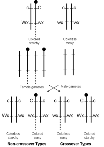This diagram shows specific alleles on knobbed or normal chromosomes in maize. A genetic cross between two strains of maize is shown above the associated crossover phenotypes for seed color and endosperm type in the progeny. Chromosomes are depicted as vertical black lines; knobbed chromosomes have a black circle at one end of the vertical line.