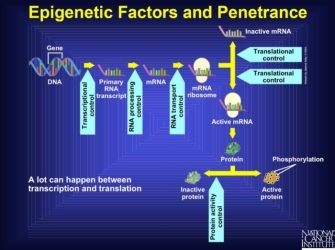 Epigenetic factors.