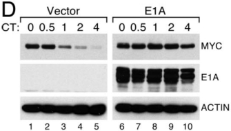 Six photographs of Western blots show expression of the proteins Myc, E1A, and actin in the absence and presence of adenovirus E1A protein overexpression. The photographs are labeled to show which protein is being examined, whether the cells in the blot contain either an empty vector or the same vector harboring the adenovirus E1A gene to induce E1A protein overexpression, and the amount of time that the cells were treated with cycloheximide, a protein synthesis inhibitor. The data shows that Myc protein expression is stabilized in cells overexpressing adenovirus E1A protein.