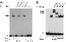 Two side-by-side autoradiographs show the results of gel shift, competition, and supershift assays. These experiments indicate that the transcription factor HNF-4 binds to the DD4 gene promoter in HepG2 nuclear extracts.