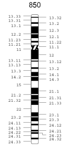 A schematic diagram shows many bands along a chromosome. The chromosome is depicted as a thick, vertical rectangle. Thirty-nine solid black and solid white bands of varying thicknesses are visible along the length of the chromosome. A slight indentation approximately one-fourth of the way down from the top of the chromosome corresponds to the centromere and is marked by a hatched band. Each band is marked by a number that corresponds to the placement of the band along the chromosome.