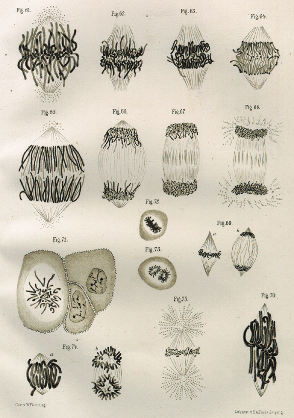 A series of seventeen black and white sketches show observations of chromosomes in dividing cells. Many of the sketches do not show the outline of the cell, but instead just show mitotic spindles with attached chromosomes. Other sketches include the outline of the cell and the chromosomes. In the sketches of spindles, the spindle microtubules are lines that originate at opposite sides and meet in the middle. Chromosomes that are attached to the spindles resemble worms.