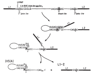 This diagram illustrates the steps by which RNA splicing occurs.