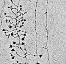 An electron micrograph shows black strands of chromatin against a grey background. The chromatin strands look like thin, vertical lines. Horizontal lines branch off from the vertical lines to the left and to the right; the horizontal lines look like the branches of a pine tree. Dark black circular structures at the end of each branch are terminal knobs and contain RNA processing machinery.