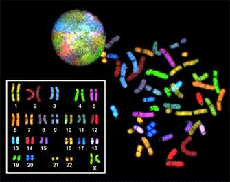 A diagram shows a multicolored circle and multicolored human chromosomes scattered against a black background. An inset box shows twenty-two somatic chromosome pairs and a pair of sex chromosomes arranged in horizontal rows. Each chromosome pair is labeled with its number and a fluorescent color. The box acts as a key for identifying chromosomes in the larger diagram.