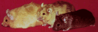 A photograph shows three agouti mice with different phenotypes standing against a red background. The mouse at left is yellow and obese. The middle mouse is yellow with dark brown fur along its back and is slightly overweight. The mouse at right is dark brown and normal weight.