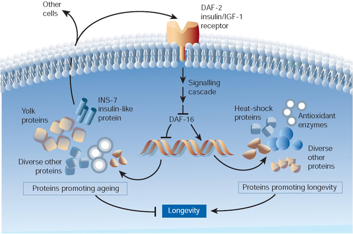 This illustration depicts the intracellular signaling pathways that are regulated by daf-2 receptor activation. Daf-2 activation by INS-7 inhibits daf-16. Downstream from membrane signaling cascade that impacts DNA molecules, a T-bar shows that inhibition of daf-16 at the DNA level promotes aging, whereas an arrow shows that activation of daf-16 at the DNA level promotes longevity.