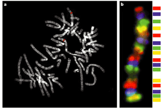 These two micrographs show how FISH is used to study chromosomes. In panel A, a red fluorescent DNA probe labels a region of chromosome 1 in a metaphase chromosome spread. Panel B shows a rainbow colored chromosome labeled by several probes, with repeating red, blue, green, and yellow sections.