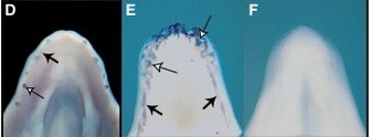 A series of photographs show a top-down view of the lower jaws in crocodile embryos and in mutant and wild-type chicken embryos. In the crocodile embryo, two arrows pointing to small blue dots indicate where teeth are developing along the border of the lower jaw. Four arrows indicate similar developing teeth in the lower jaw of a ta2 mutant chicken. In the wild-type chicken, the lower jaw is smooth and shows no sign of tooth development.
