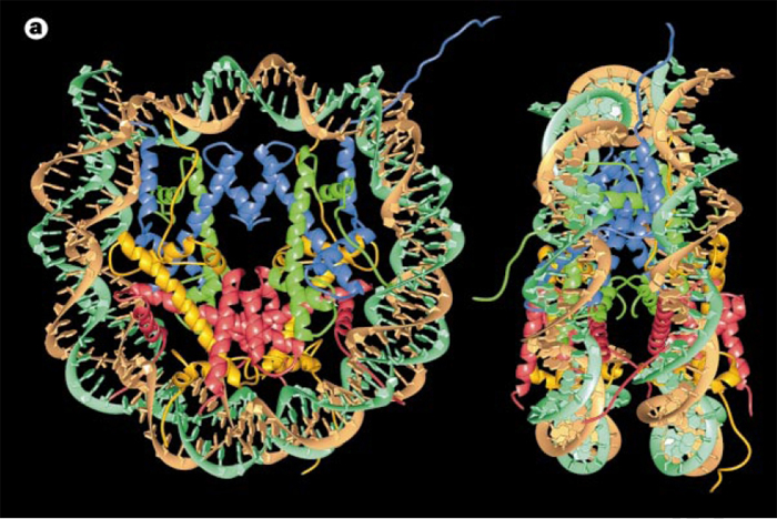 A digital model shows the atomic structure of a nucleosome bound to a DNA molecule, from a top-down perspective and in profile against a black background. In the top-down image, at left, a green and brown DNA double-helix forms a closed circle around a complex of blue, green, yellow, and red coiled ribbons. Each ribbon represents a histone protein. In the profile image, at right, the double-helix is wound around the histone proteins in an upside down U-shape.
