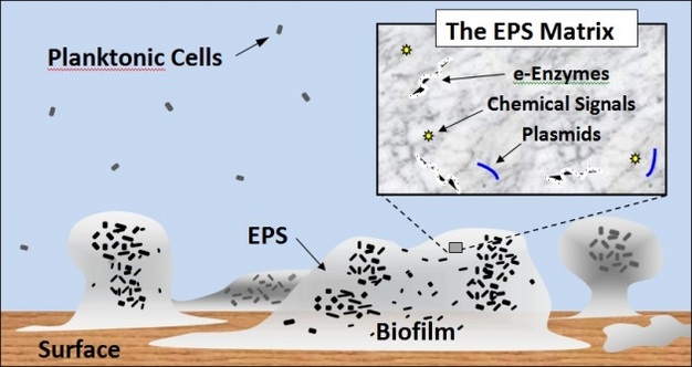 A biofilm is composed of attached microbial cells encased