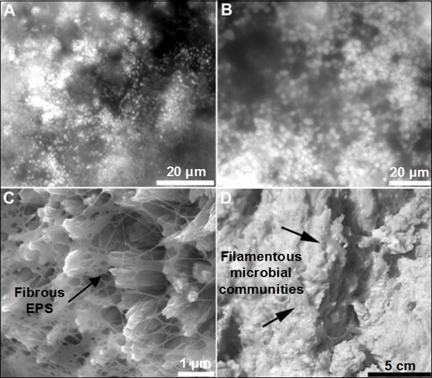 Microbial biofilms associated with active hydrothermal edifices