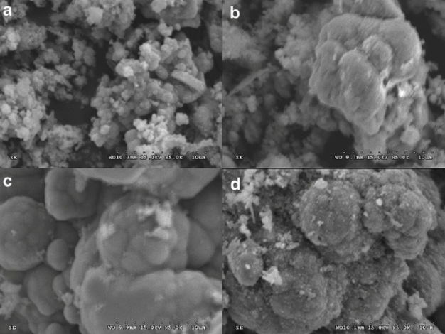 Scanning electron microscopy (SEM) micrographs of the biofilm formed