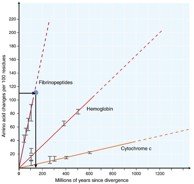 Rates of amino acid changes in fibrinopeptides, hemoglobin