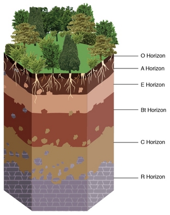 Example soil with designations that communicate the soil formation processes occurring in each horizon.