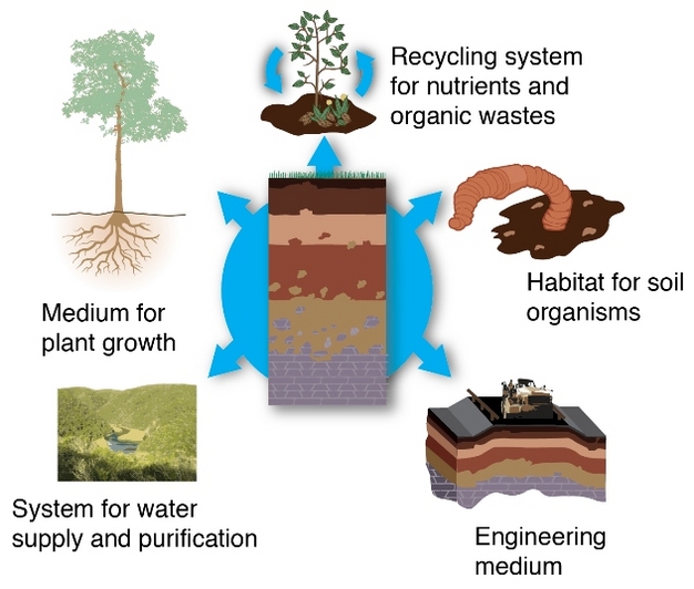 What Are Soils? | Learn Science at Scitable