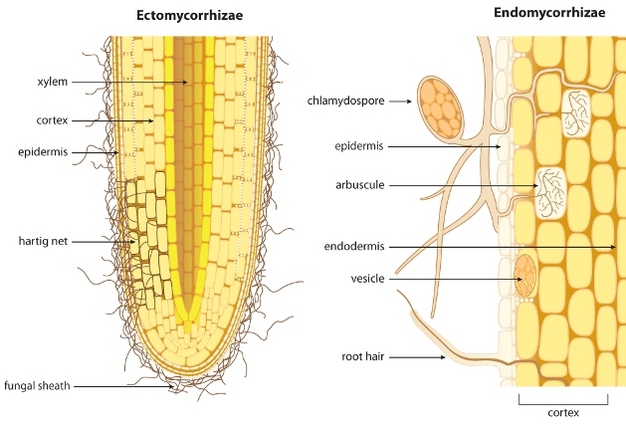Schematic showing the difference between ectomycorrhizae and endomycorrhizae