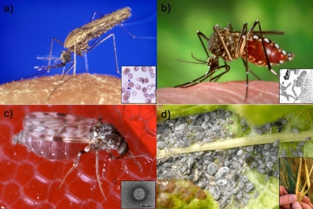 Four examples of the vectors and the pathogens causing vector-borne diseases.
