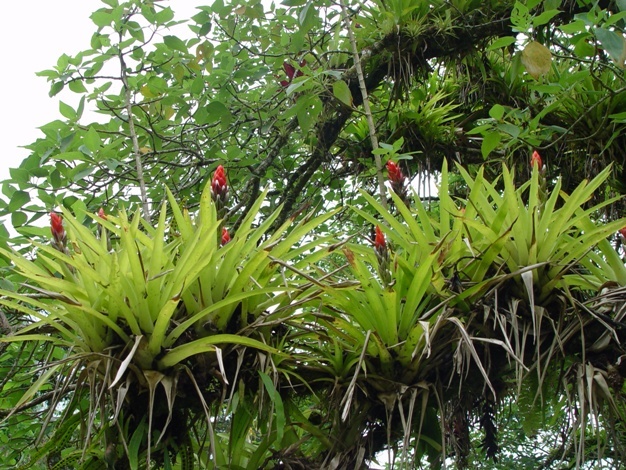 Epiphytic bromeliads that grow on the limbs of large tropical rainforest trees.