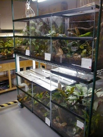 Wild-caught and captive-bred amphibians are maintained in facilities