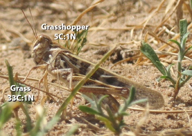 A locust in the Mongolian-Manchurian steppe.