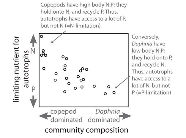 Consumer community composition can determine the nutrient by which autotrophs are limited.