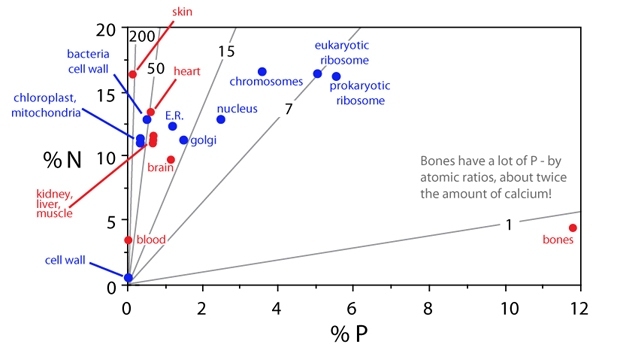 Stoichiometric diagram illustrating % N and % P of major cellular structures (blue) and mammalian organs (red).
