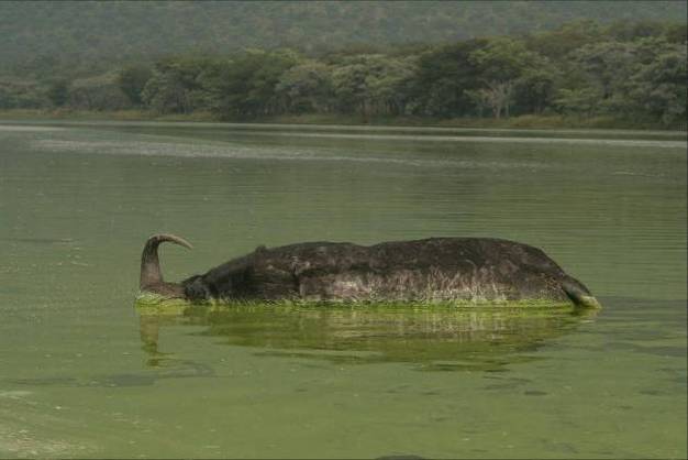 A dead African buffalo (Syncerus caffer) found in a reservoir with a dense bloom of the toxic cyanobacterium