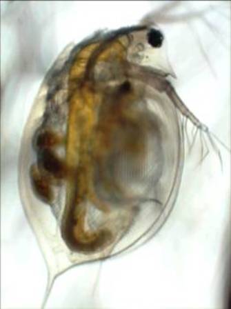 Daphnia are generalist herbivores that play a powerful role in the structure and function of lake ecosystems