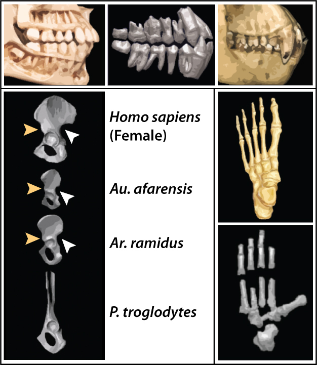 Top frame: comparison of the teeth of Ar. ramidus (middle) with those of modern human (left) and chimpanzee (right).