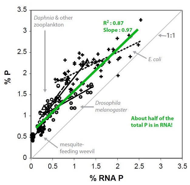 Across diverse assemblages of diverse biota, increase in body % P can be explained, to a large extent, by an increase in RNA % P.