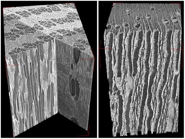 Three dimensional reconstructions of xylem imaged at the Ghent microCT facility.
