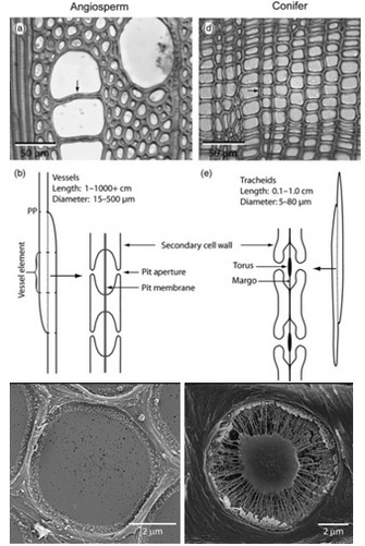 Comparison of different types of wood from flowering and cone-bearing plants.