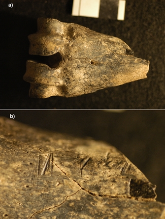 (a) 1.5 million-year-old fossil antelope lower leg bone (metapodial) from Koobi Fora, Kenya, bearing cut marks; (b) close-up of these cutmarks.